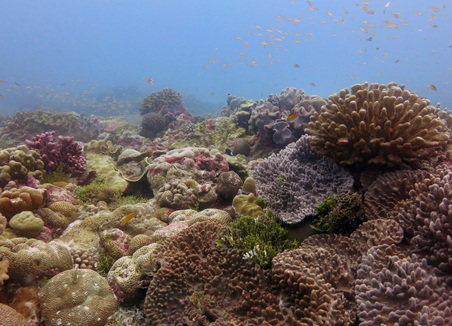 Kiritimati Reef