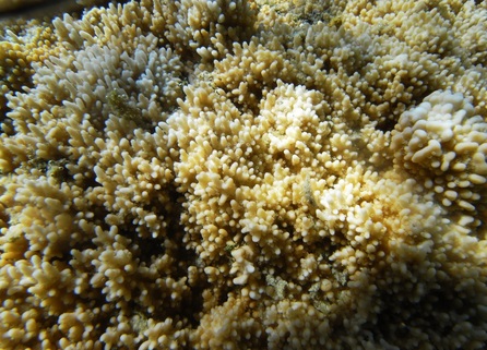 Brown Rice Coral