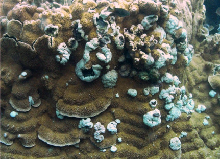 Coral with Growth Anomalies